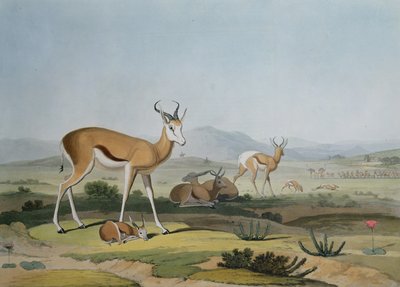 Il Spring-Bok o Antilope saltante, tavola 18 da 
